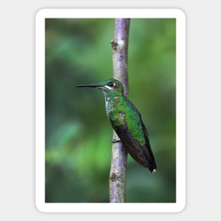 Green-Crowned Brilliant Hummingbird - Costa Rica Sticker